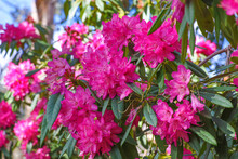 Brilliantly Pink Rhododendron Flowers Bursting With Colour In The Garden.