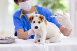 Fototapeta Zwierzęta - Vet examining dog. Puppy at veterinarian doctor.