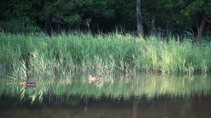 Sticker - Natural landscape with wild ducks on the lake. Wildlife.