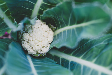 cauliflower plant outdoor in sunny vegetable garden