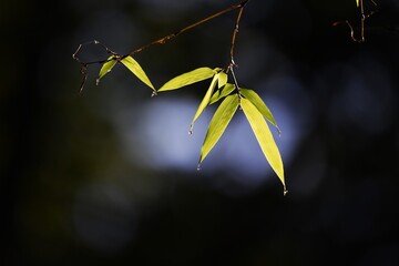 Poster - Natural background material / Bamboo forest