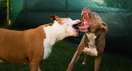 Two dogs amstaff terriers playing on grass outside. Young and old dog fun in backyard. Canine theme