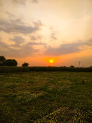 Wall Mural - millet field and trees over beautiful sunset