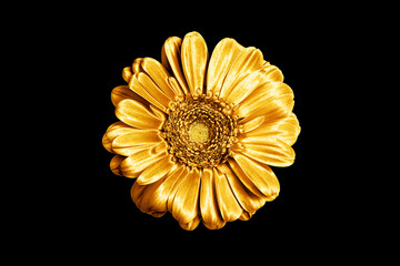 One golden gerbera flower black background isolated closeup, gold metal petals gerber flower, shiny yellow metallic leaves daisy, single decorative chamomile, floral vintage decoration, design element