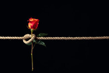 Red Rose Is Tied With A Rough Rope. The Concept Of Slavery Or Hostage, Restriction Of Freedom.