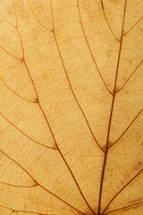 Aufkleber - old yellow leaf. background for design