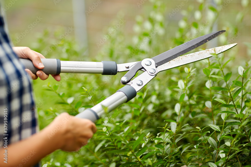 gardening and people concept - woman with pruner or pruning shears cutting branches at summer garden