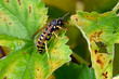 Feldwespe // Field wasp (Polistinae) 