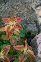 autumn Lily flower on a stone background
