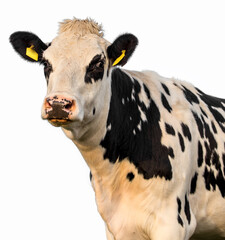 Sticker - cow isolated