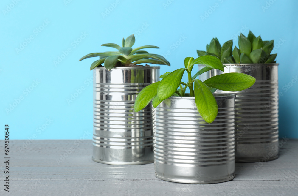 Beautiful houseplants in tin cans on light grey wooden table, closeup - obrazy, fototapety, plakaty 