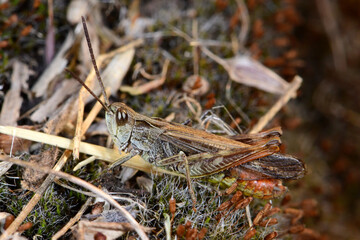 Sticker - Duetting Grasshopper, bow-winged grasshopper - male / Nachtigall-Grashüpfer - Männchen (Chorthippus biguttulus)