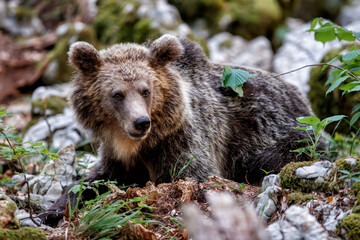 Wall Mural - brown bear - close encounter with a big female wild brown bear in the forest and mountains of the no