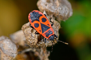 Sticker - Gemeine Feuerwanze (Pyrrhocoris apterus) - firebug