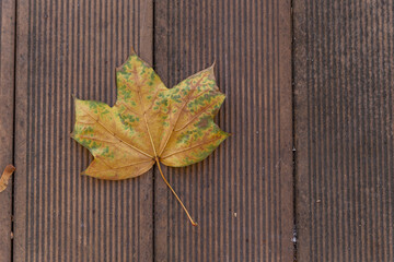 yellow maple leaf close up on a wooden surface on the outside in autumn