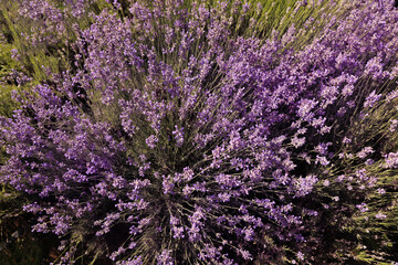 Poster - Beautiful blooming lavender field on summer day, top view