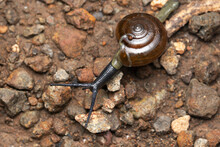 Snail, Oxychilus Alliarius, Satara, Maharashtra, India