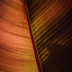 texture background leaf