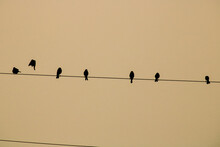 Birds On A Wire 