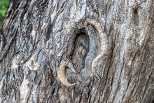 A Texture Of A Old Tree