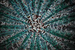 cactus plant macro photography, psychedelic graphic art, geometric shapes and light effect giving the illusion of a tunnel.