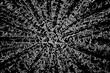 cactus plant macro photography, psychedelic graphic art, geometric shapes gives the illusion of a tunnel. black and white.