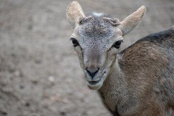 Poster - Closeup shot of white-tailed deer on green grass