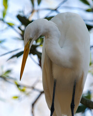 Great White Egret Stock Photo. Close-up,displaying white feather plumage, head, beak, eye, with a blur background in its environment and habitat. Image. Picture. Portrait.