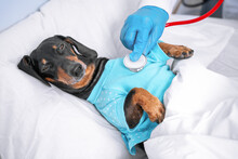 Doctor In Sterile Silicone Gloves And Professional Uniform Conducts Medical Examination And Uses Stethoscope To Listens To Lungs Of Sick Dachshund Dog Wearing Pajamas In Hospital Room.