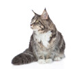 © Ermolaev Alexandr - Adult maine coon cat sits and looks away on empty space. isolated on white background