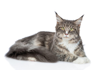 Wall Mural - Adult maine coon cat lying in side view and looking at camera. isolated on white background