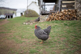 Fototapeta  - Fancy Farm Chicken