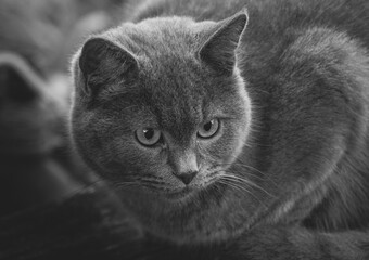 The British Shorthair is on the table. Looking at the space. Pet close-up. Black and white photo.