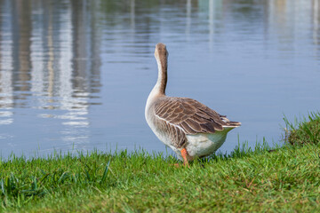 Aves patos