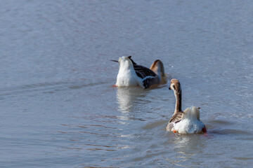 Aves patos