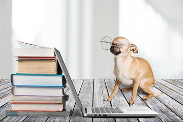 Wall Mural - Stack of books with modern laptop and dog on table