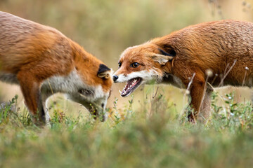 Wall Mural - Two red fox, vulpes vulpes, fighting on meadow in autumn nature. Orange predator in battle on green field in fall. One wild beast hissing to another on glade.