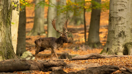 Wall Mural - majestic fallow deer, dama dama, walking in forest in autumn. magnificent mammal with spotted fur mo