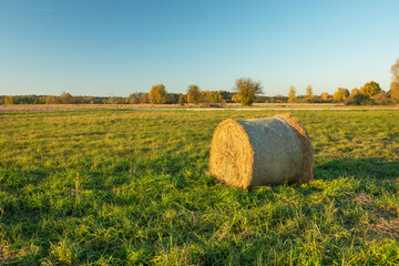 Hay in bale lying on a green meadow