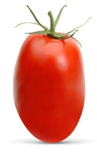 San Marzano, Plum Or Roma Tomato  Isolated On White Background Including Clipping Path.
