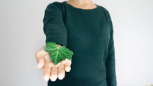 A Woman In A Green Sweater With A Leaf In Her Hand. Return To Nature. Alternative Medicine.