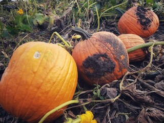 pumpkin in a pumpkin patch
