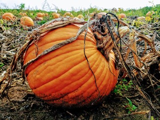 orange pumpkin patch