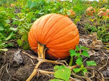 Pumpkin In A Pumpkin Patch