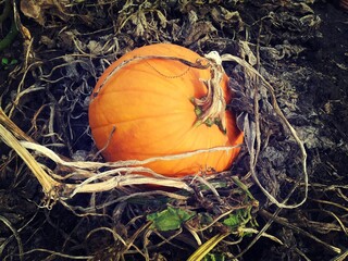 pumpkin in a pumpkin patch
