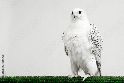 Cuadros en Lienzo gyrfalcon white falcon bird of prey