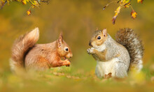 Close Up Of Grey And Red Squirrels In Autumn
