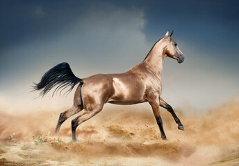 Wall Mural - Golden bucksking akhal-teke horse running in desert