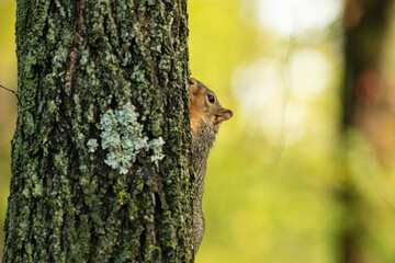 Squirrel up the tree