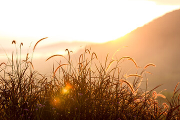 Wall Mural - Grass flowers with rim light effect at sunset. Flower grass and sunrise background in the morning. Grass flowers in the grass field in the sunlight .